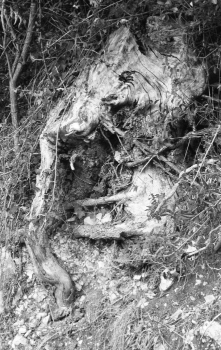 http://giuseppesannino.info/files/gimgs/th-25_img2483.jpg