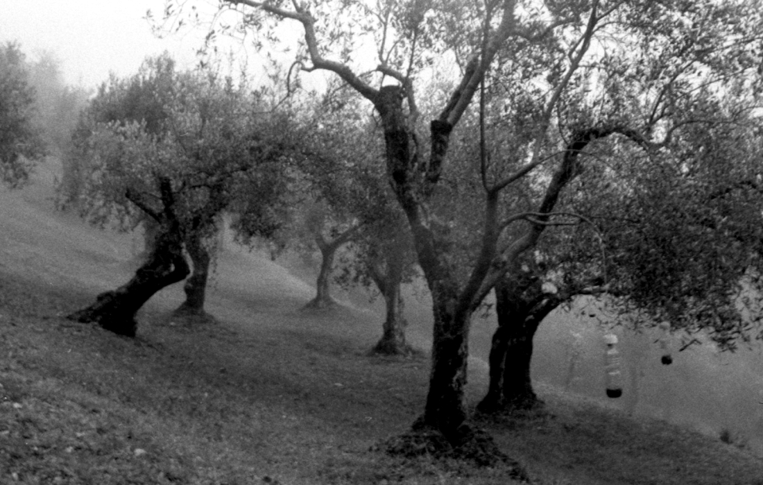 http://giuseppesannino.info/files/gimgs/th-25_img2574.jpg